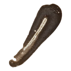 Tanned AF 1 Hour Self Tan Mousse