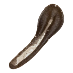 Forever + Ever Self Tan Mousse