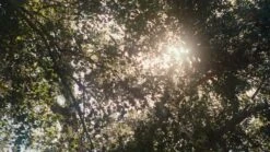 Tea Tree Hemp Restoring Conditioner & Body Lotion 14 Tea Tree Hemp Restoring Conditioner & Body Lotion -Cheap Beaunisa Store 5f116917 7a8f 4534 8fd0 1777e56a08d7